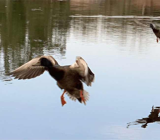 Coming in for a landing!