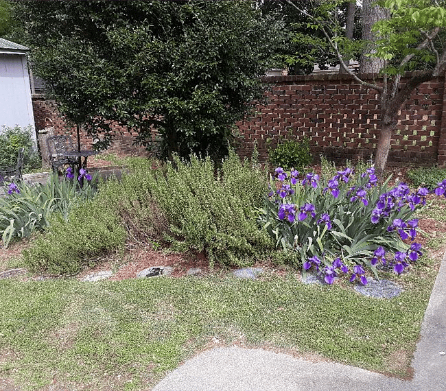 Back Yard Garden - Yes, That's Rosemary!