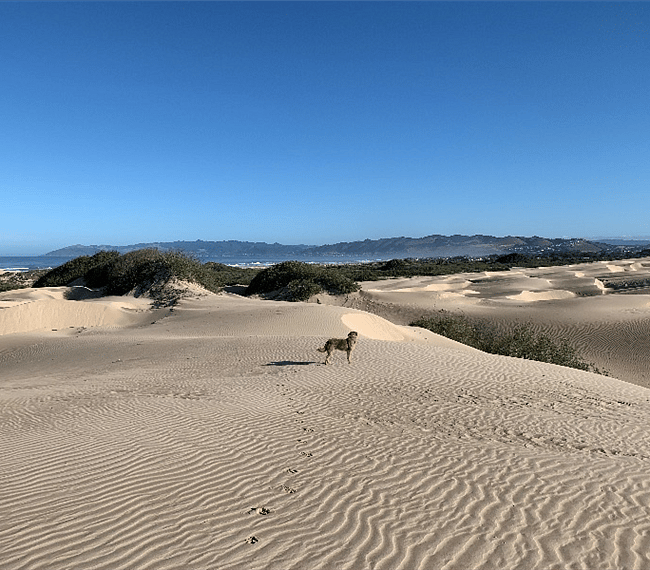 The Oceano Dunes