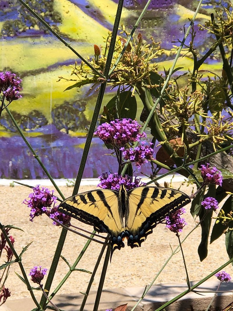 Natures beauty year round.