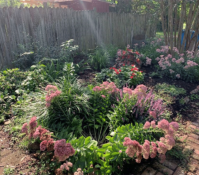 Backyard garden