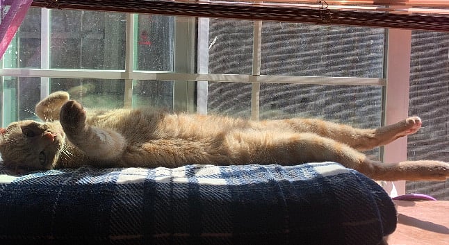 Another tenant's fur baby catching some rays