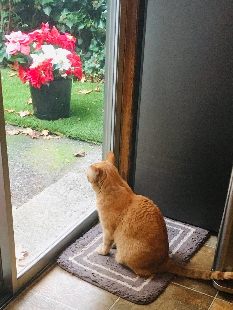 Watching the birds!