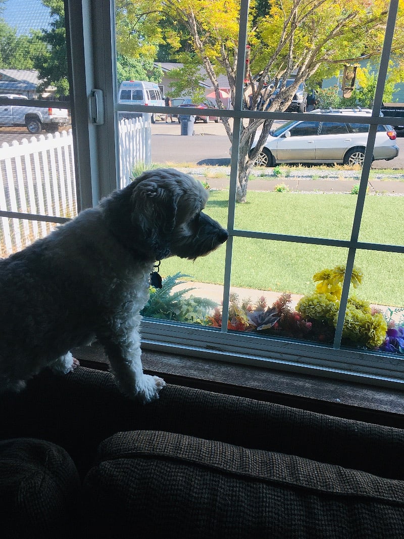 Tenant's fur baby checking out what's happening in front yard.