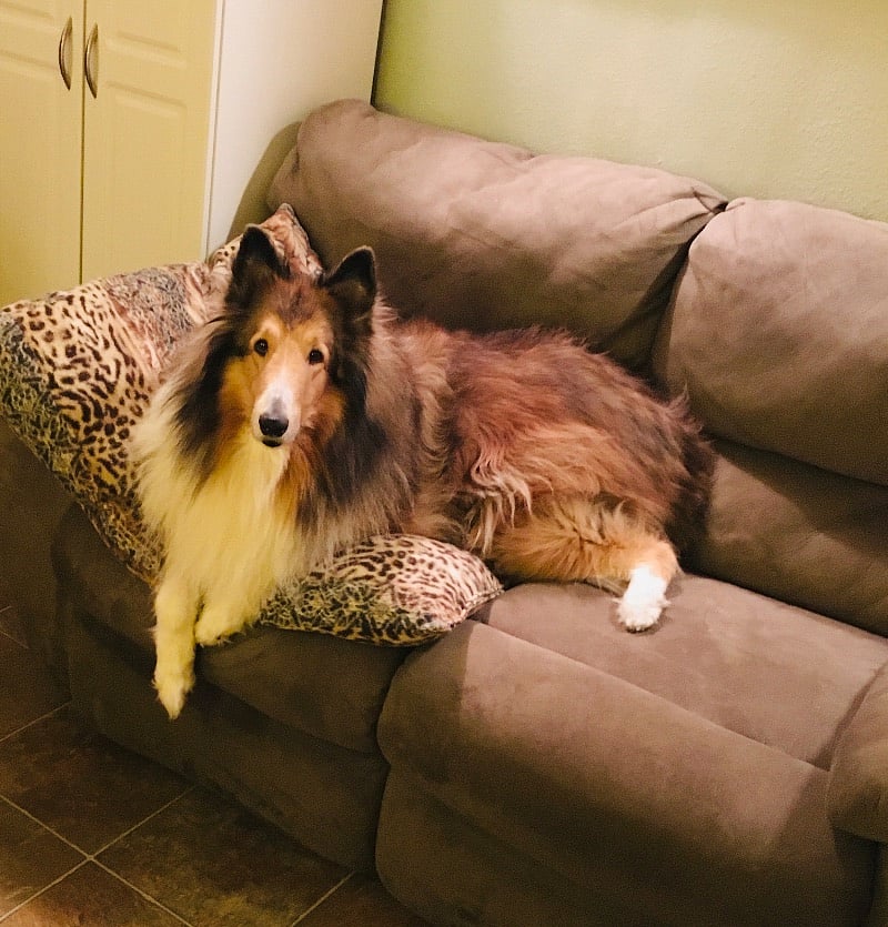 Another tenant's fur baby posing for the camera.
