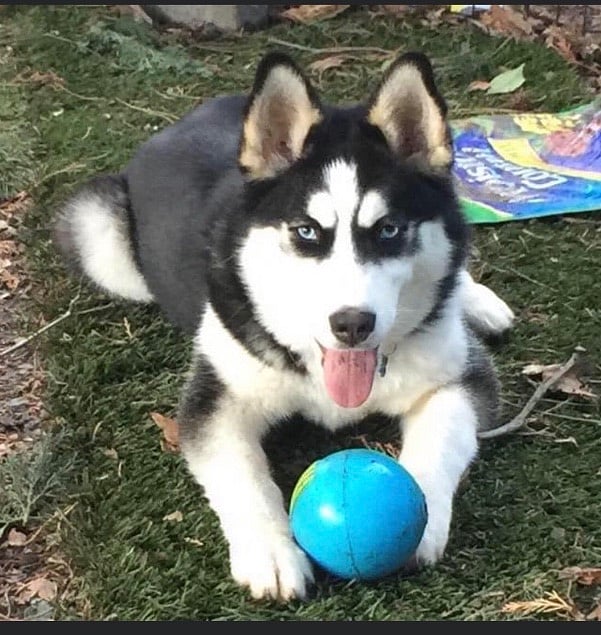 We love animals and welcome yours. Meet our Fur Baby #1. "Puddles" lives with owner in the back, but can visit with you or your Fur Baby if you wish.