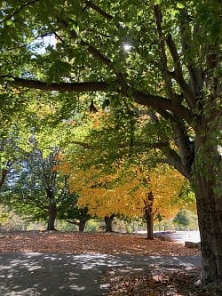 Cherokee Park