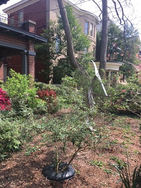 Front Yard
