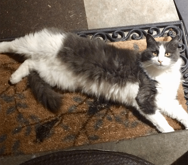 Our beloved cat