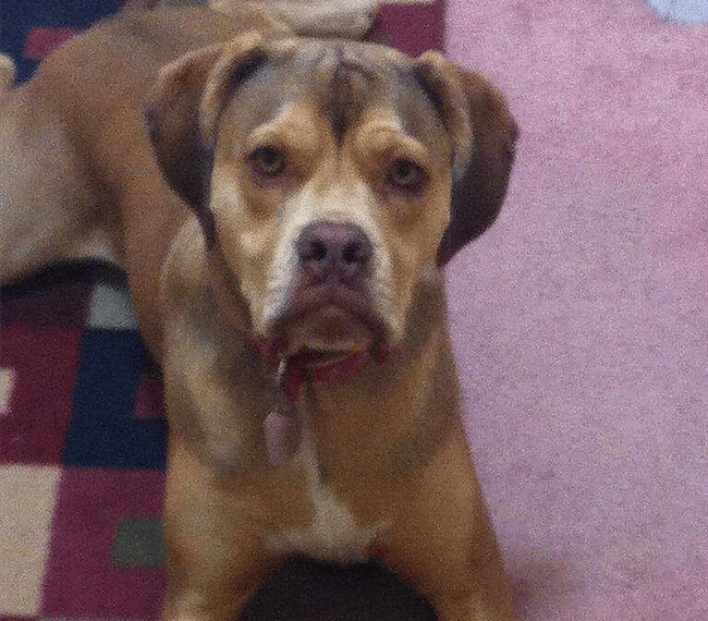 Our beloved dog