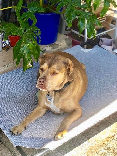 Our beloved dog
