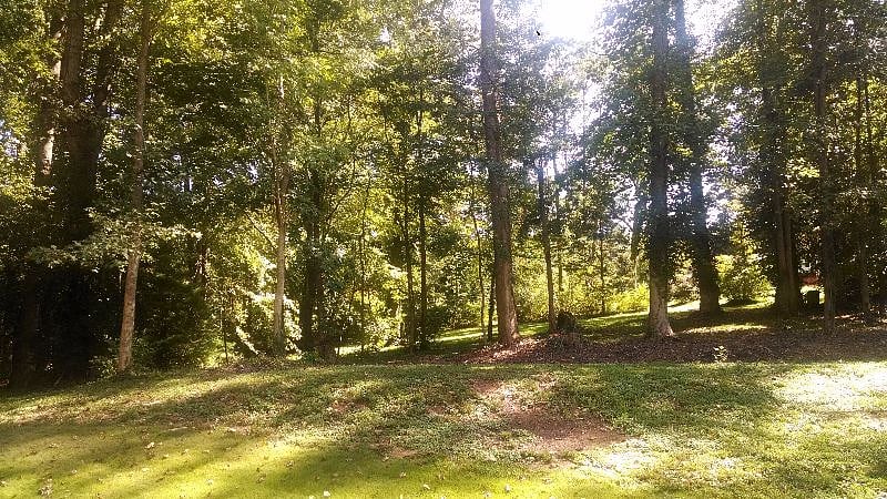 BACKYARD IN SUMMER