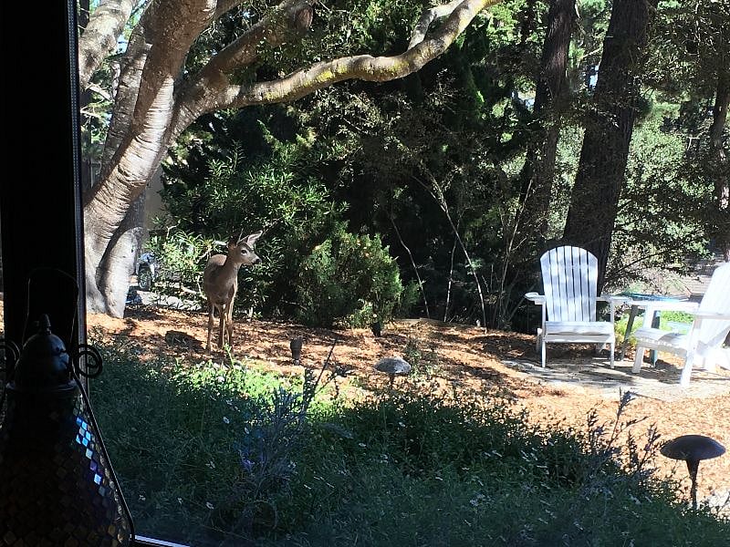 Deer often visit