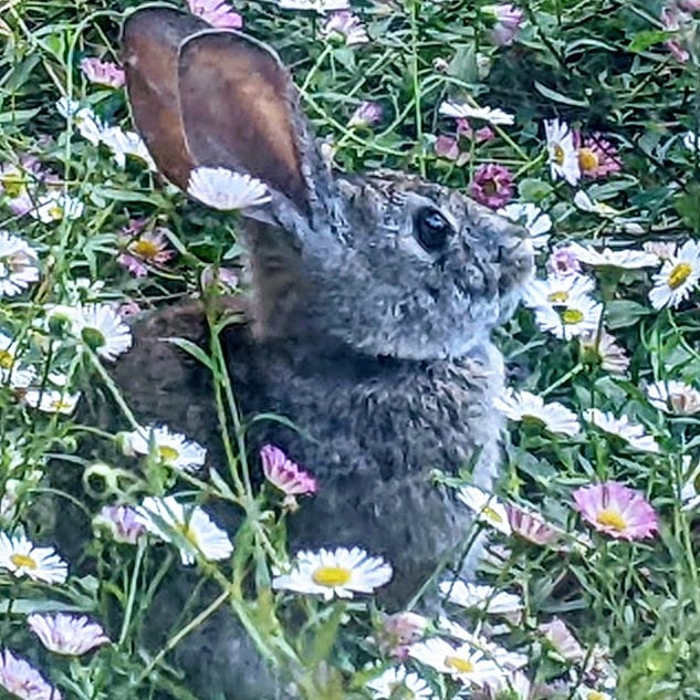 Wild rabbits often visit the front flowerbed