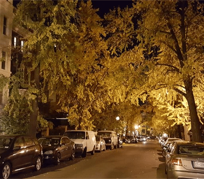Street has quite a treescape
