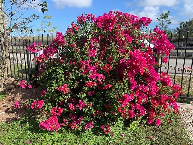 Surrounded by bright and beautiful Bougainvillea bushes