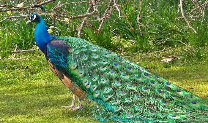 You may see a peacock stroll by!