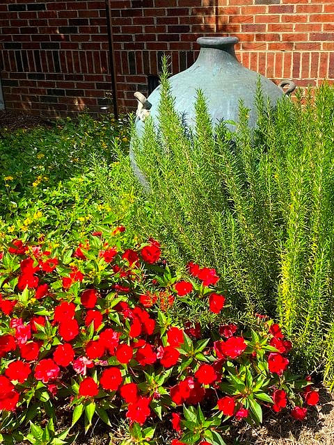 Herbs for picking