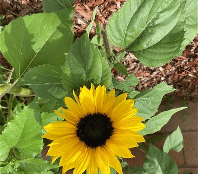 Beautiful sun flowers!