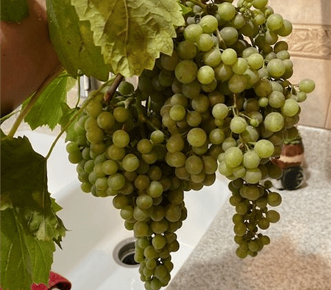 Grapes