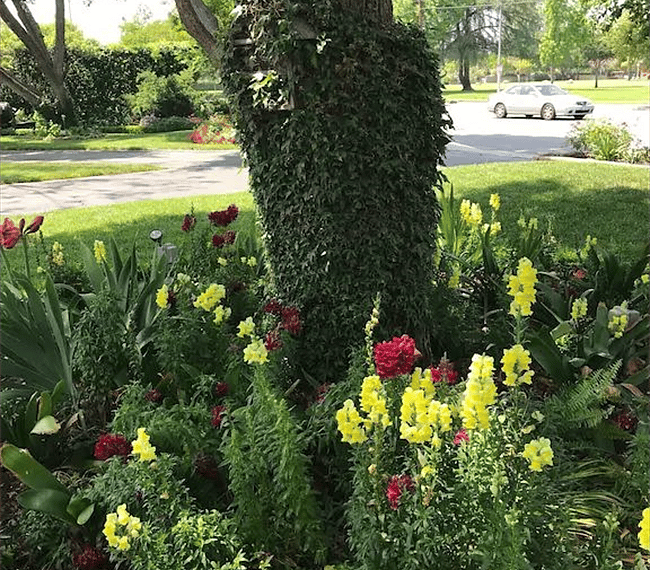 English garden