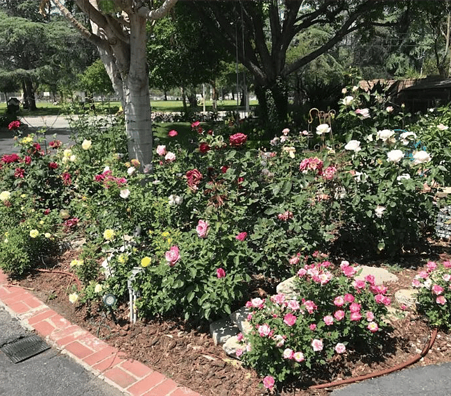 English garden