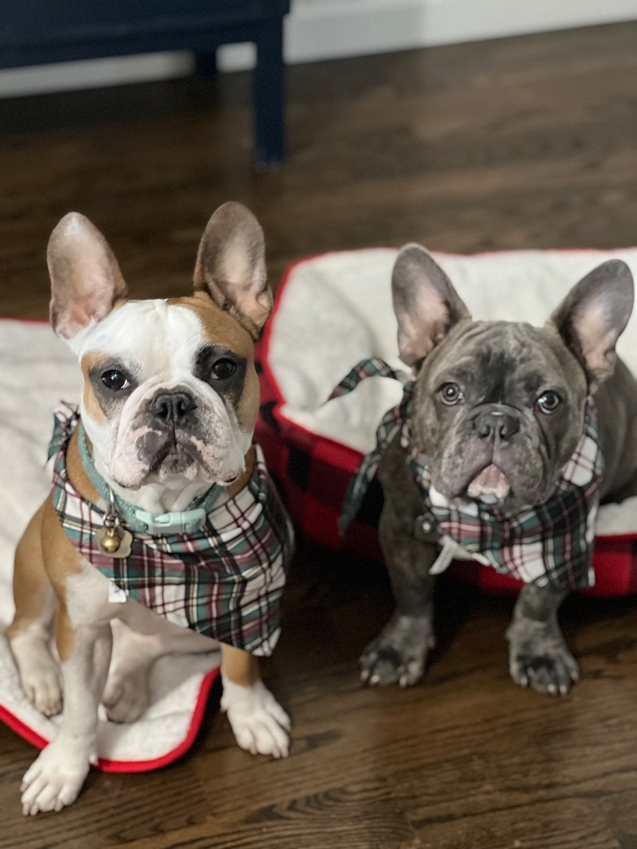 Tyson (left) and Joey (right). They are only 1 year apart and both very much puppies still. They provide plenty of entertainment if you need!