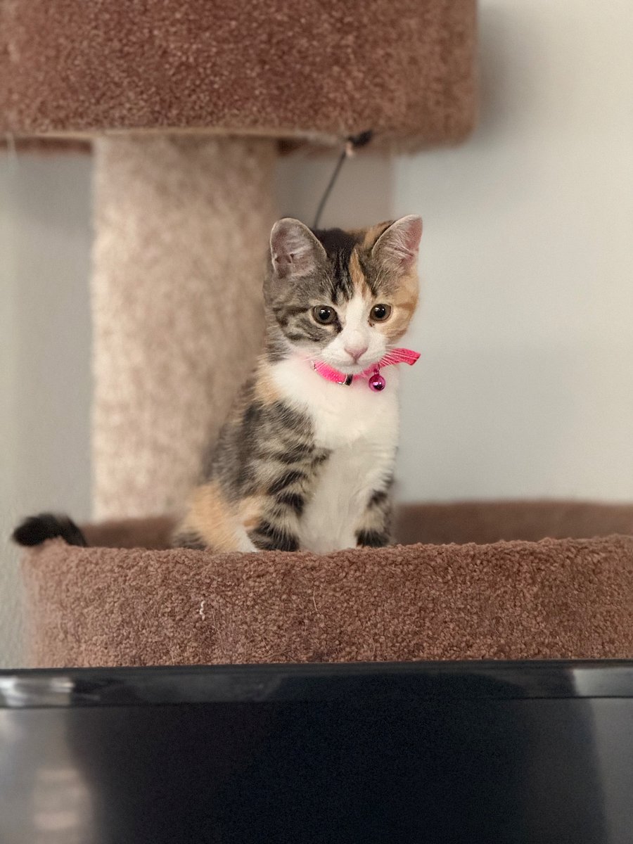 Maisie (only 6months)