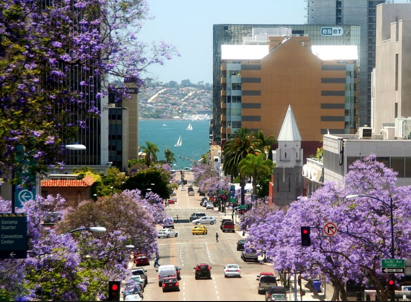 Jacarando bloom in downtown, a block up.