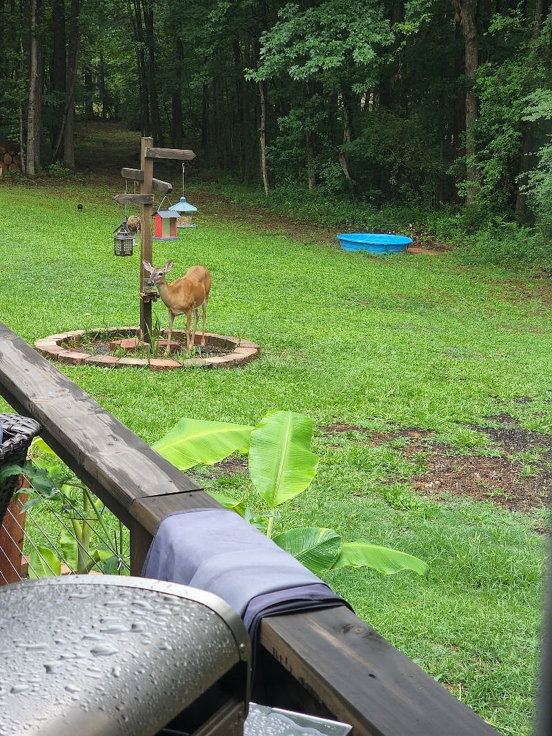 wildlife abounds