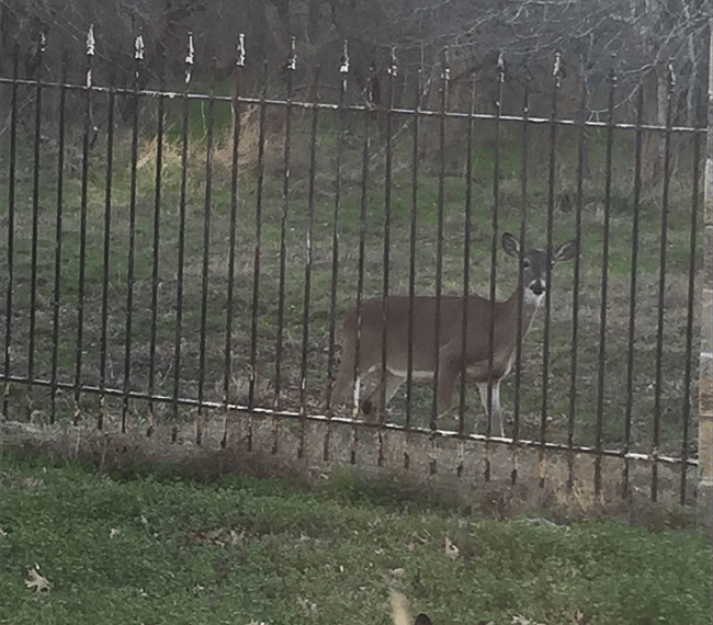 Backyard View.