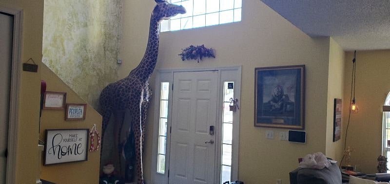 This is Gerry, our Giraffe - at our front door.