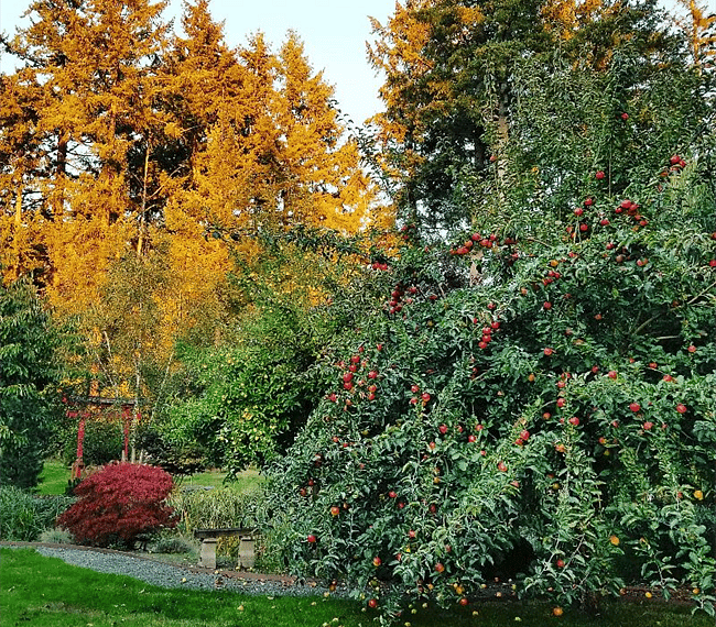 Fall picture of one of the many apple trees. Plenty of wild blackberries line the perimeter of the property between July and Mid September