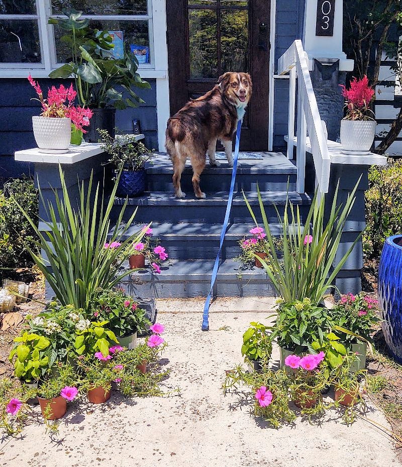 Front door and Oliver. He is 4 years old and happy and obedient. We are in obedience competitions so he is well behaved and friendly. Medium size dog, 50lbs.