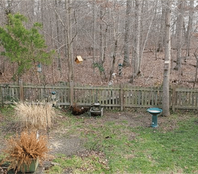Backyard bird feeder view from patio