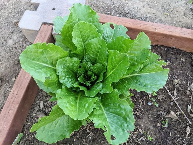 Romaine Lettuce.