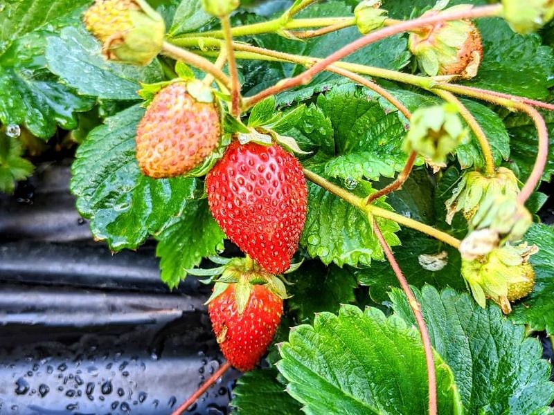 Fresh Strawberries