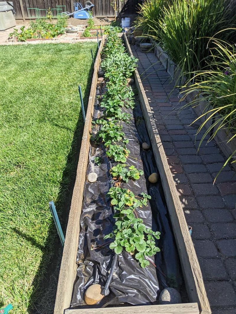 Strawberry Plants
