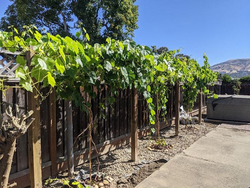 Grapevines