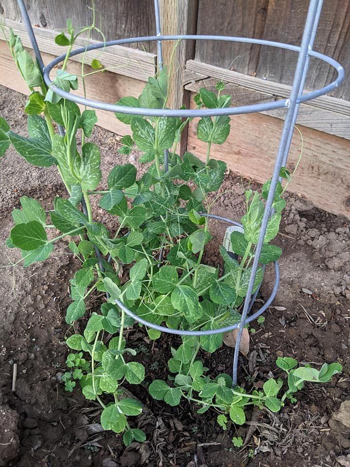 Sweet Peas