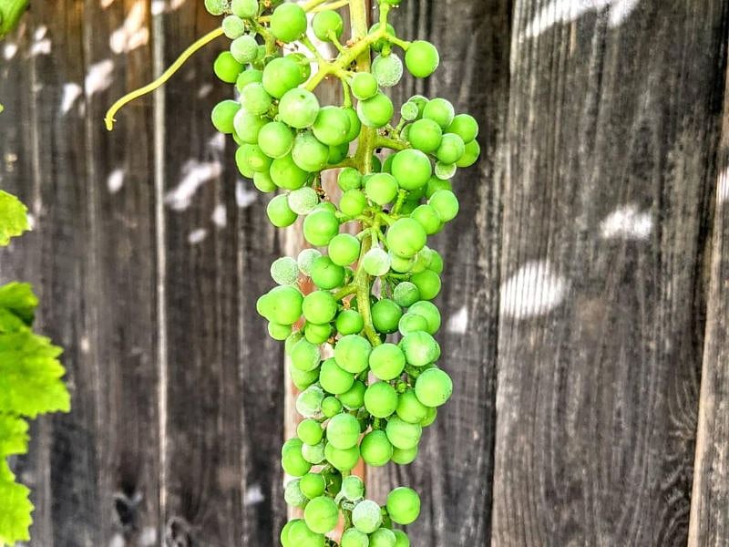 Grapes