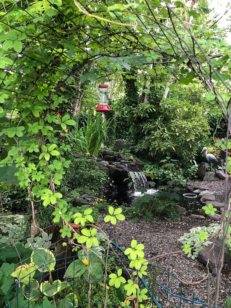 Pond and waterfall in peaceful sitting area