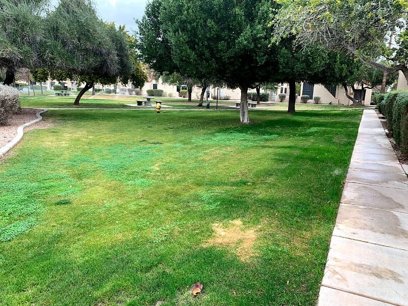 Large grassy area in the condo complex
