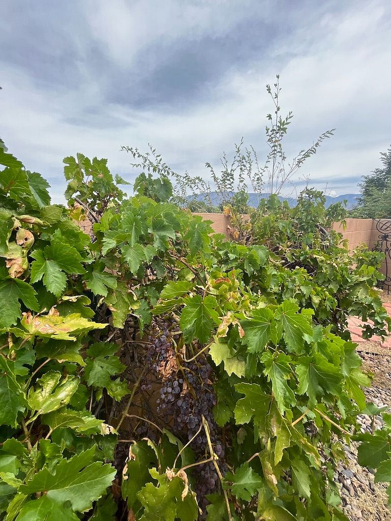 Grapes!