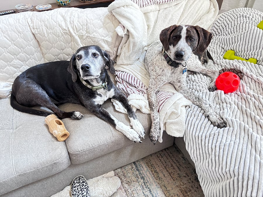 My boys- Hank and Theo! 