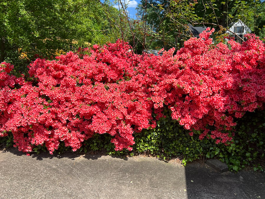 Walk by these beauties to your private entrance!