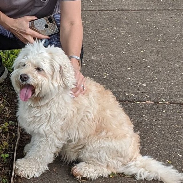 Our dog Kody, a mini Golden doodle.