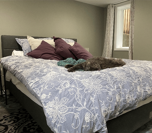 I'm sorry, but Islay the cat doesn't come with the apartment! She approves the bed!