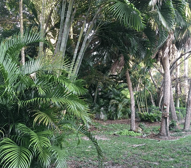 Back yard facing east.