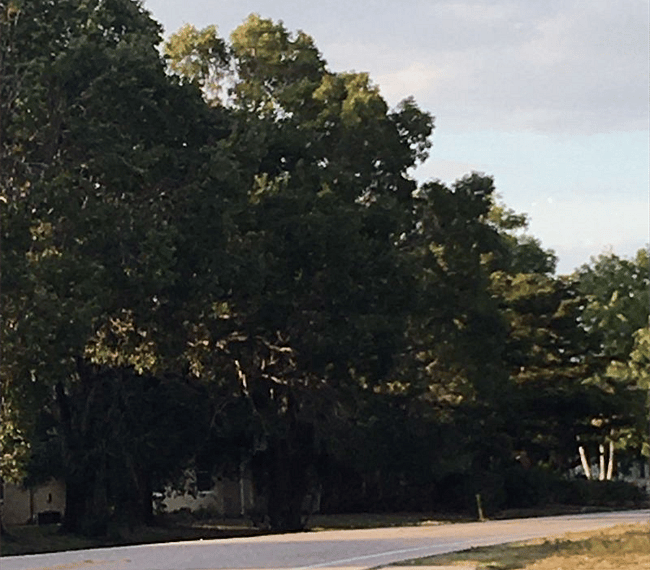 Street view facing north.